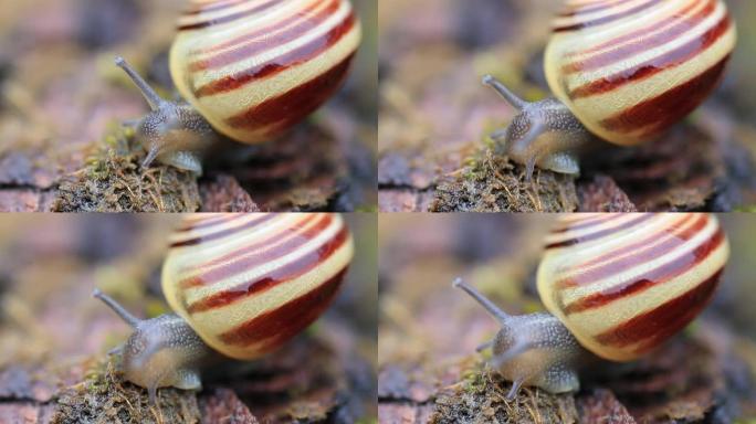 可爱的小蜗牛在地上慢慢移动