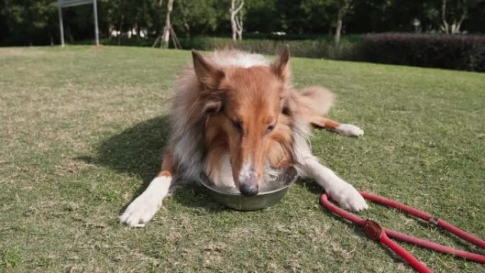 粗糙的牧羊犬躺在绿草地上，在碗里喝水。4k慢动作镜头。