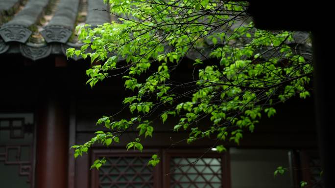 杭州钱王祠春季清明节雨天古建筑自然唯美