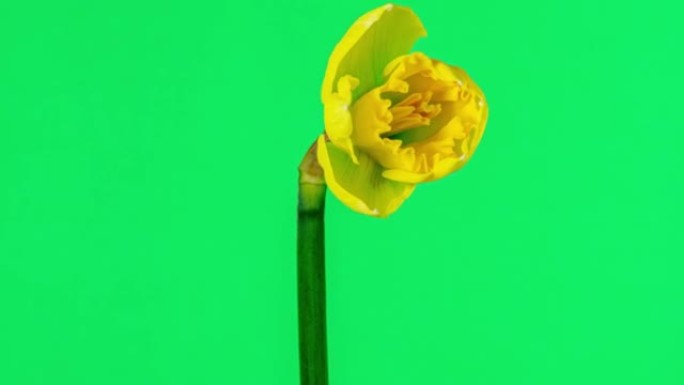 4k延时电影中绿色背景下盛开的野生水仙花。水仙花在移动的时间流逝中开花开花。