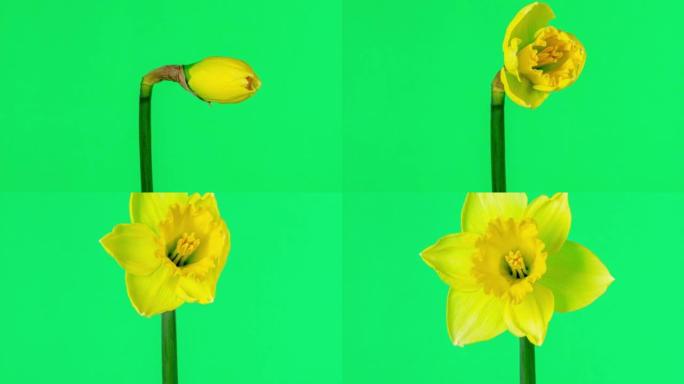 4k延时电影中绿色背景下盛开的野生水仙花。水仙花在移动的时间流逝中开花开花。