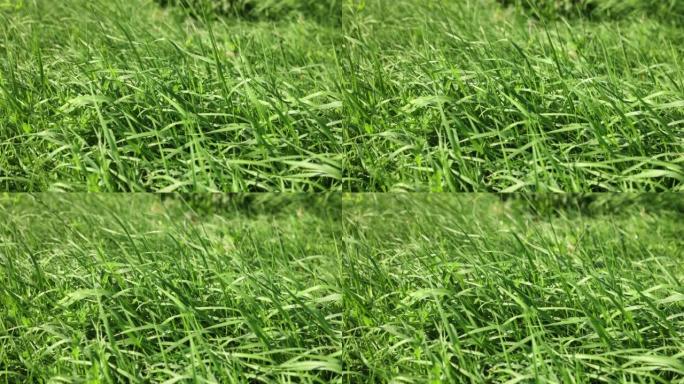 绿色在草地上反复割草