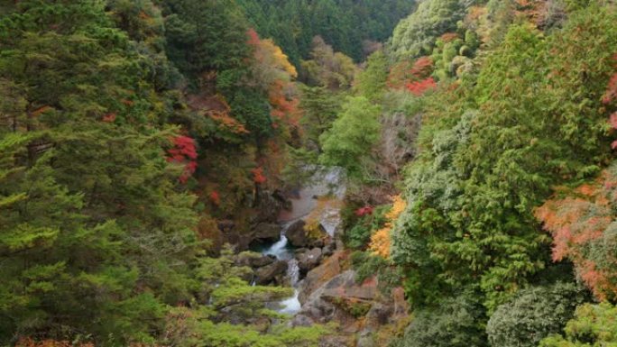 山林长着美丽的红叶和清澈的河流