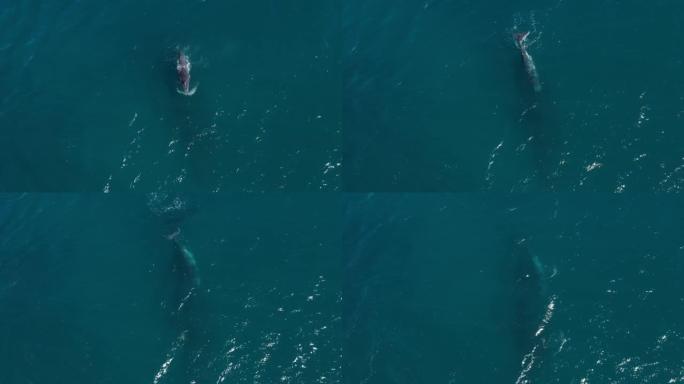 鲸鱼与小鲸鱼一起旅行海岸