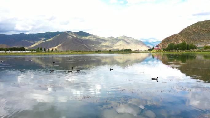 水 绿洲 湖泊 湖水 越冬 湿地野鸭崽