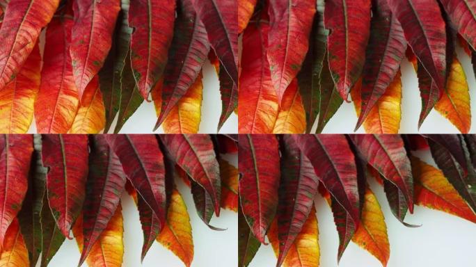 美丽的秋叶Rhus typhina的特写镜头，鹿角漆树