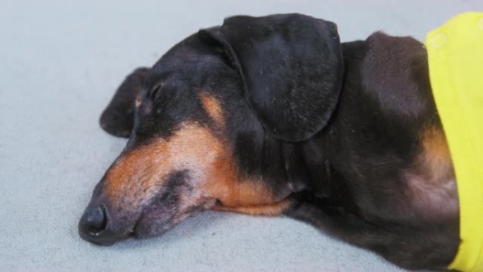 成年狗躺在沙发上，困倦，虚弱，生病，休息，恢复治疗抑郁症