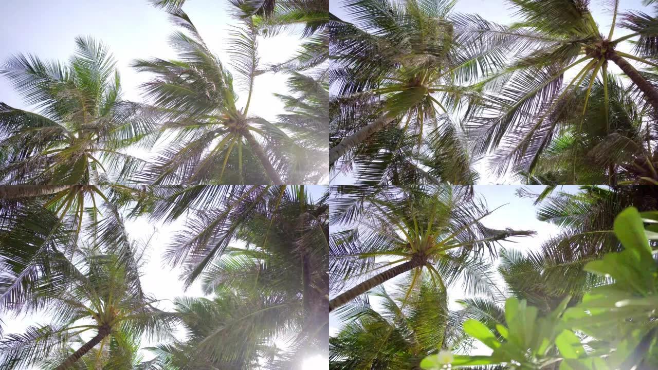 椰树仰视阳光透过树枝摇曳，风晴朗。