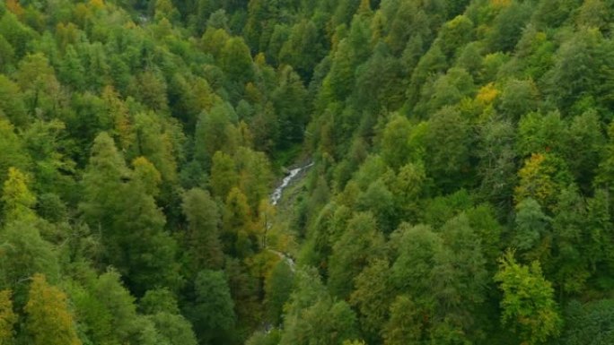 山河流经森林 -- 从缆车上看