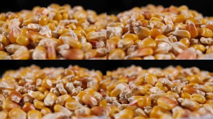 干玉米粒纹理背景特写。特写生玉米种子。转基因玉米粒玉米宏观镜头。有机健康食品。宏观视图黄粒玉米背景食