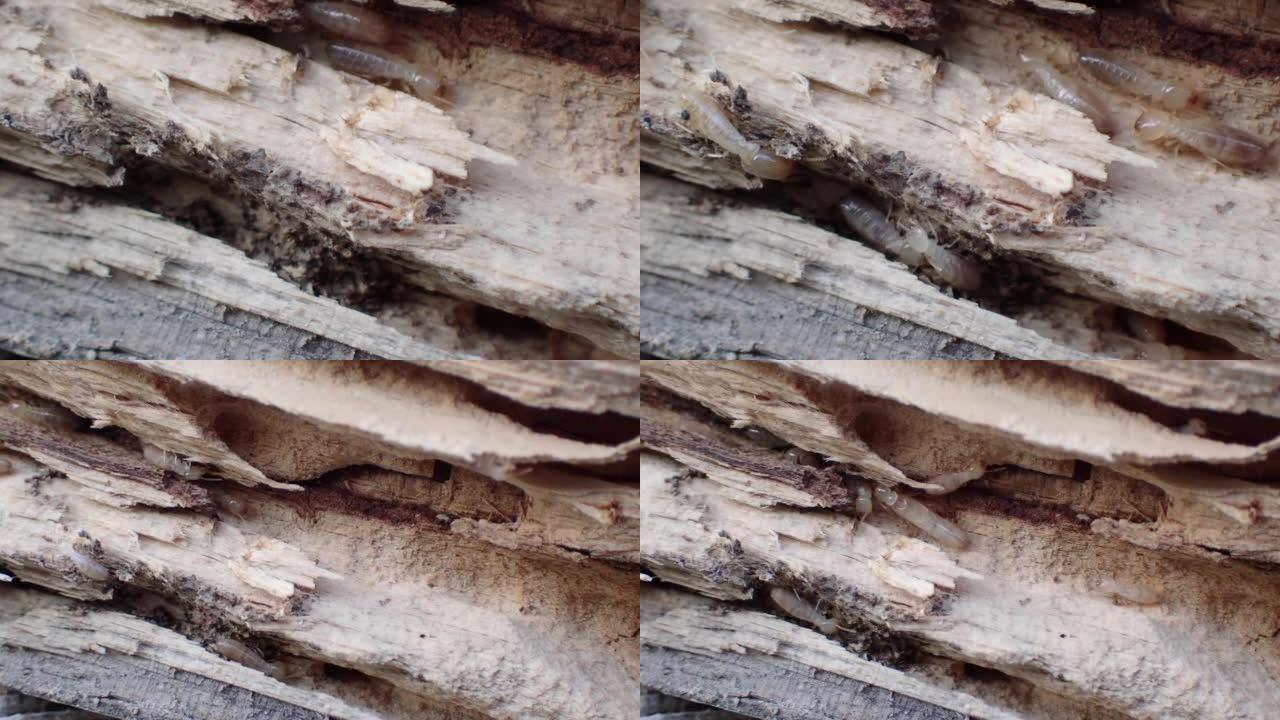 松树洞穴中的缠绕白蚁细节