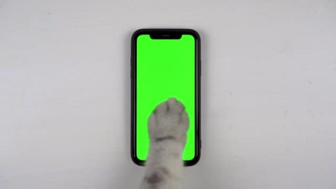 英国猫的猫爪轻拍屏幕上的手机。猫在用电话。智能手机上的绿屏躺在桌子上。4k