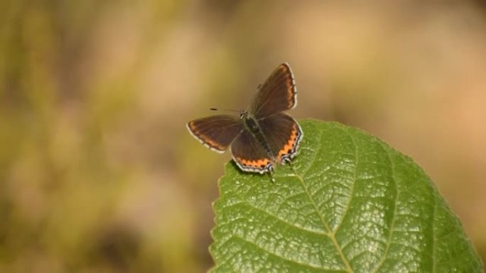 一只小蝴蝶正坐在一片绿叶上，翅膀张开。