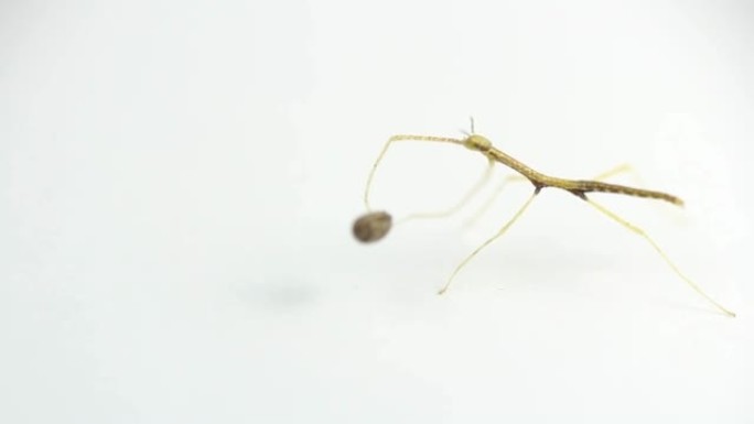 新鲜出生的年轻少年绿色手杖，棒虫，沙雷氏phobaeticus serratipes试图从鸡蛋上分离