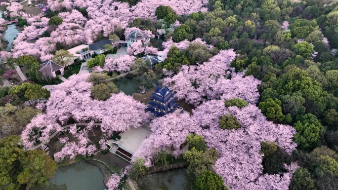 无锡鼋头渚樱花23年最新4K航拍大场景