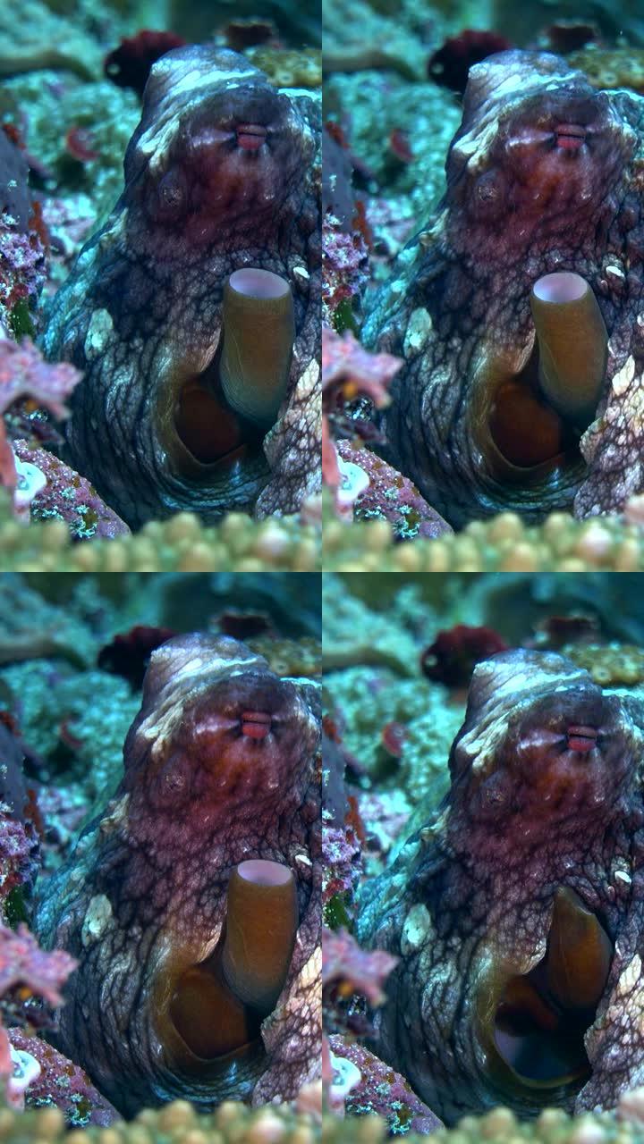 礁章鱼的垂直视频 (章鱼Cyanea) 出洞