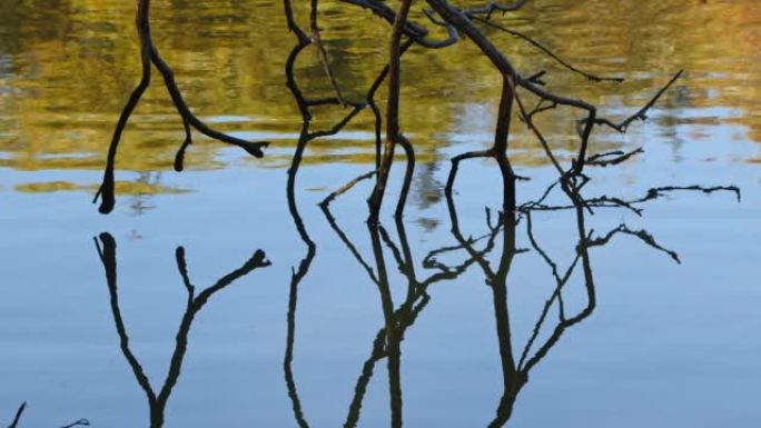 湖水中枯枝的树影