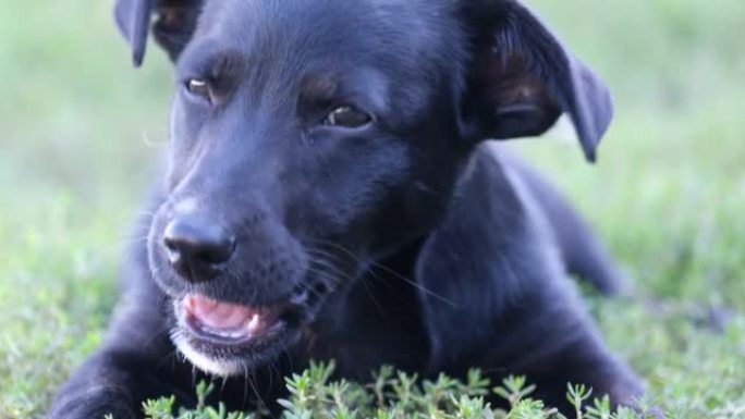一只小黑狗躺在草地上啃骨头。