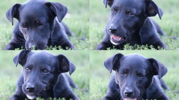 一只小黑狗躺在草地上啃骨头。