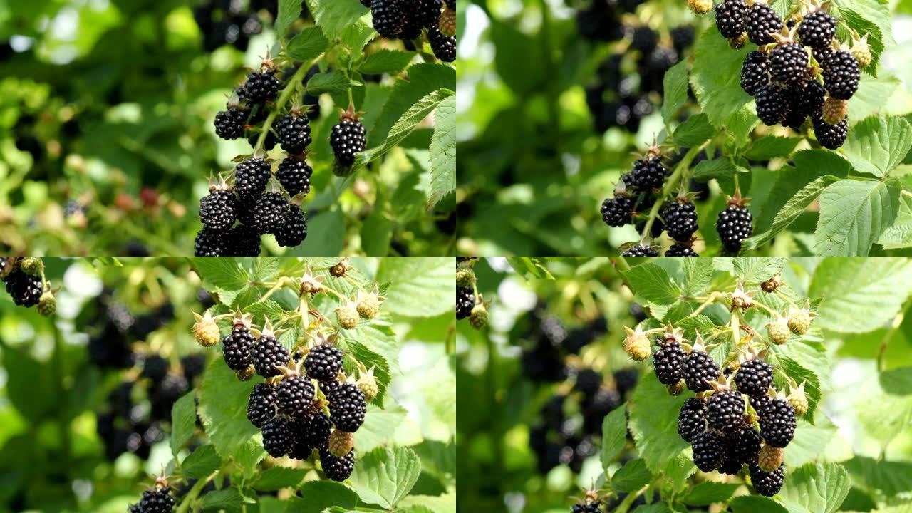 高清视频花园中的天然新鲜黑莓。一堆成熟的黑树莓。