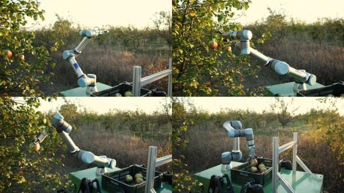 农业机器人，带有在果园收获苹果的机械臂