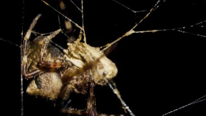 晚上蜘蛛在蜘蛛网里捕捉并吃掉蝴蝶