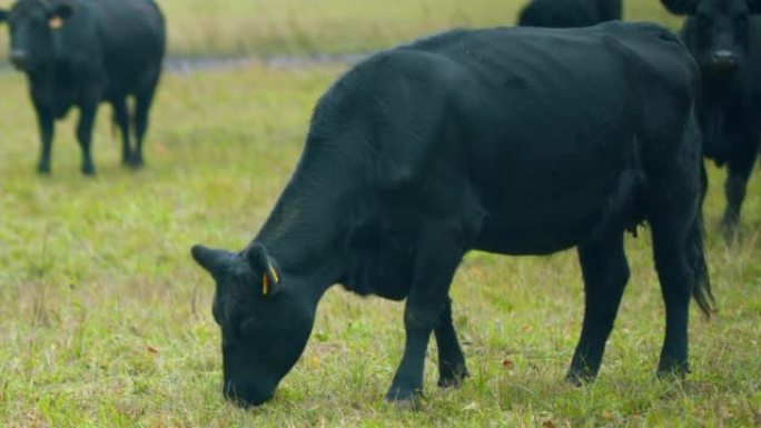 黑牛在牧场上吃草。动物与自然概念。在农村放牧的黑牛。选择性聚焦。