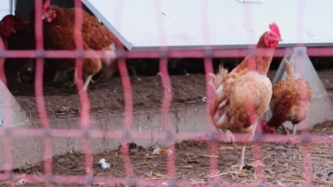 散养养鸡场上的虐待鸡和种畜育种显示出恶劣的条件，表现为羽毛缺失疾病和物种中不健康家禽的疾病不适当的耕