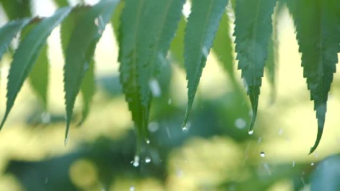 特写水滴绿叶前景。巨雨落在绿色植物叶子上。平静放松的冥想平静的背景。慢动作雨滴在雨中从绿叶蕨类植物中