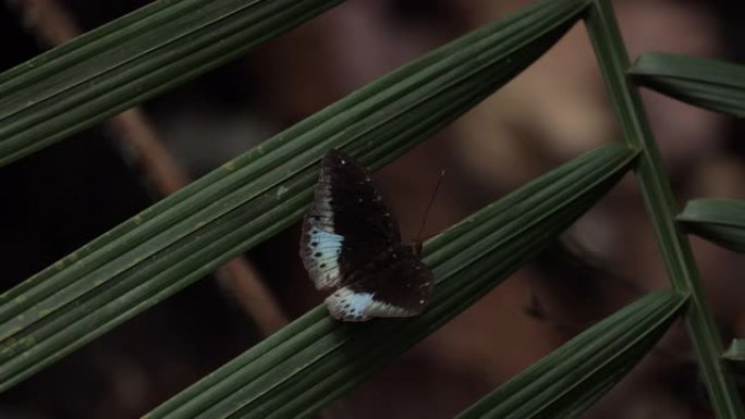新加坡多彩蝴蝶特写镜头野外树叶山林树林