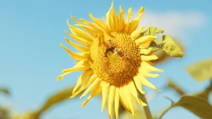 向日葵上忙碌的蜜蜂选择性聚焦近距离拍摄收集花粉的蜜蜂，使蜂蜜进入蜂巢中的蜂巢。杏树养蚕概念