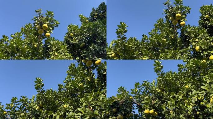 柚树上覆盖着黄绿色的葡萄柚