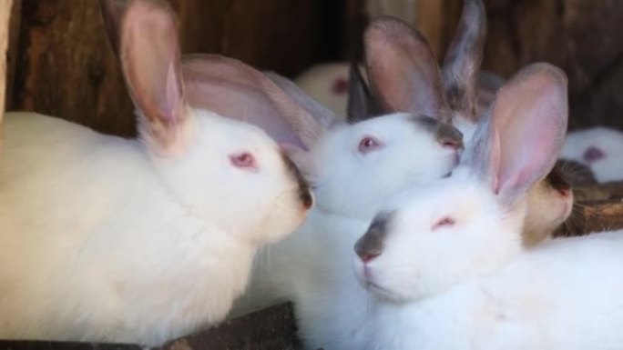农场笼子里的白兔。农村地区兔子的工业养殖。