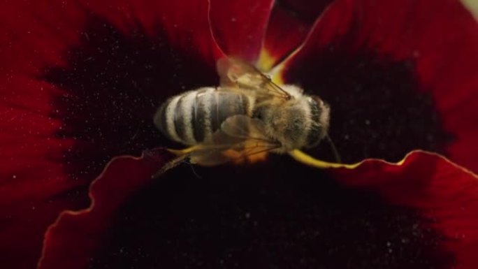 蜜蜂的宏观拍摄在花园里收集花粉并授粉红花