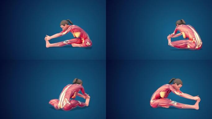蓝色背景上的3D人类大手印或大海豹瑜伽姿势，可循环
