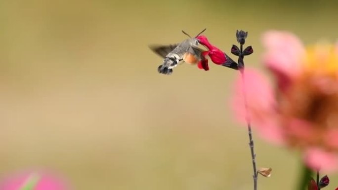 蜂鸣鸟鹰蛾 (Macroglossum stellatarum) 在花园里的一朵花上觅食花蜜。