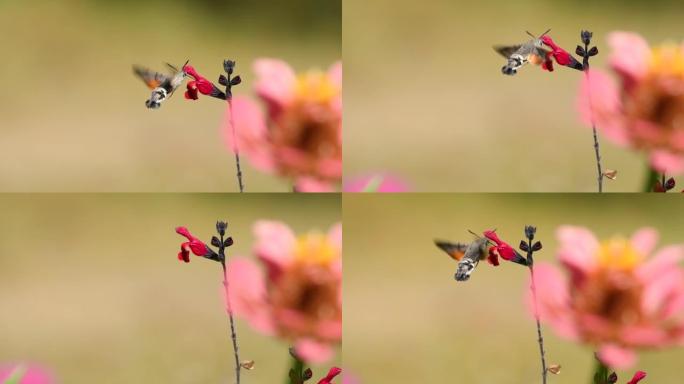 蜂鸣鸟鹰蛾 (Macroglossum stellatarum) 在花园里的一朵花上觅食花蜜。