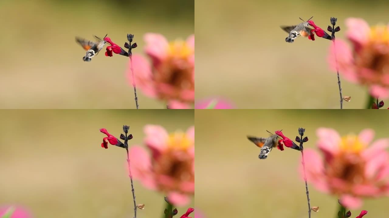 蜂鸣鸟鹰蛾 (Macroglossum stellatarum) 在花园里的一朵花上觅食花蜜。