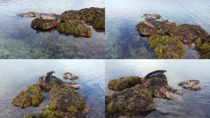 海洋海岸的海狮，自然栖息地的美丽海洋哺乳动物，原始的自然4k
