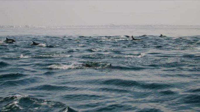 海豚在海洋中一起游泳，就像豆荚4K 48FPS慢镜头