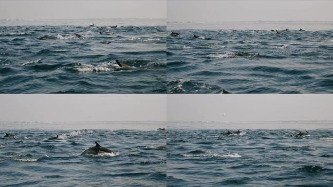 海豚在海洋中一起游泳，就像豆荚4K 48FPS慢镜头
