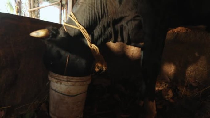 牛从谷仓内的桶中喝水