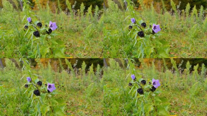 美丽的紫罗兰丁香粉色紫色铃铛花生长在绿色植物茎上，在秋天的森林中随风飘扬