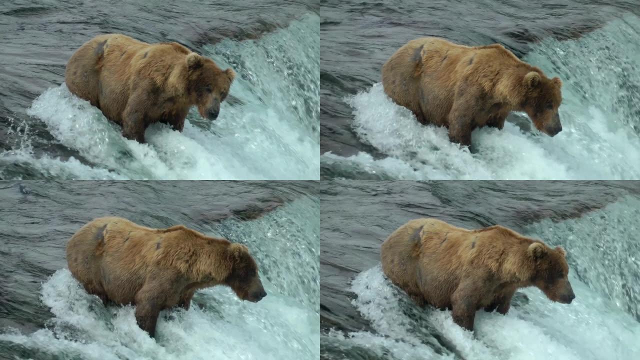 灰熊站在瀑布附近等待鱼跳跃