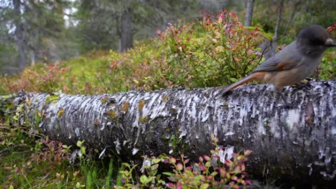 在芬兰库萨莫附近的秋季针叶林中，西伯利亚杰伊在倒下的桦树树干上移动