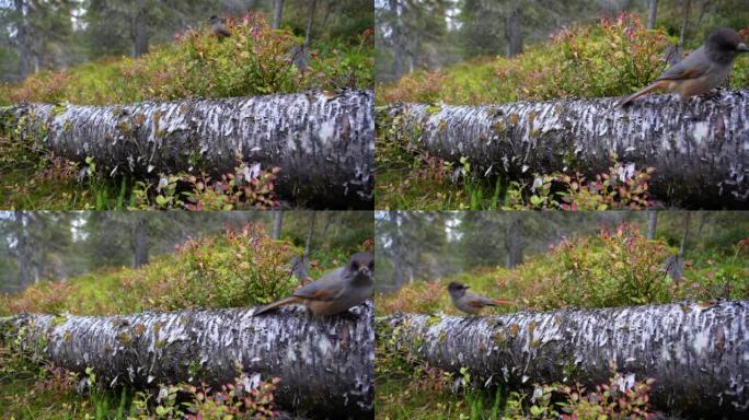 在芬兰库萨莫附近的秋季针叶林中，西伯利亚杰伊在倒下的桦树树干上移动