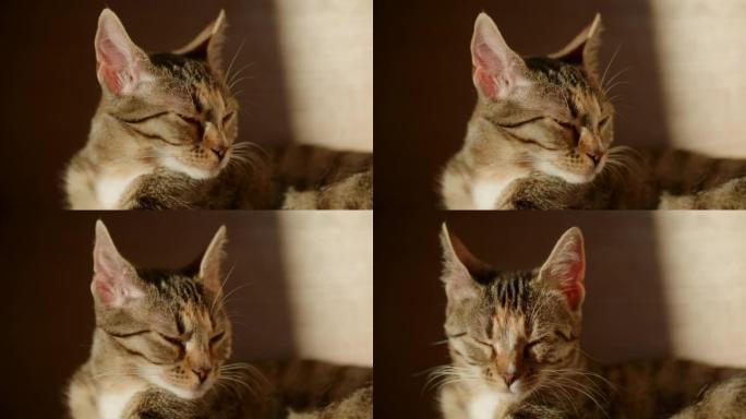 昏昏欲睡的猫昏昏欲睡的猫虎斑猫小猫宠物