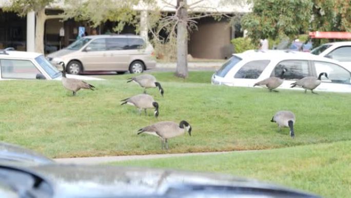 一群在公园的草原上啄食的鹅