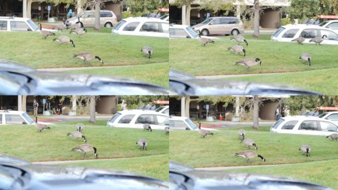 一群在公园的草原上啄食的鹅