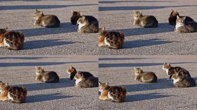 寒冷天气下，流浪猫坐在水泥地板上晒日光浴